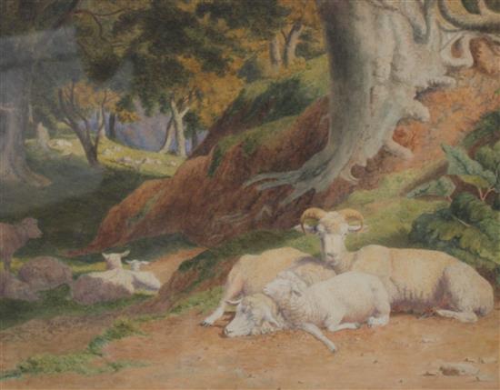 Robert Hills, watercolour, Sheep